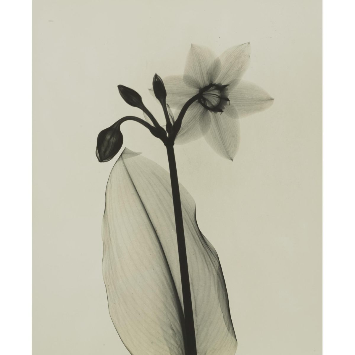 X-rays Capture Inner Beauty of Flowers - Antique