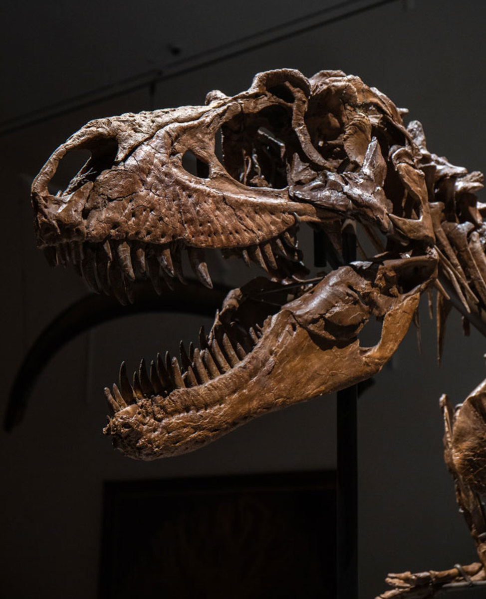 Rare Gorgosaurus Could Fetch $8 Million - Antique Trader